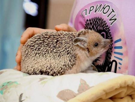 St. Petersburg volunteers rescue hedgehogs from all over Russia